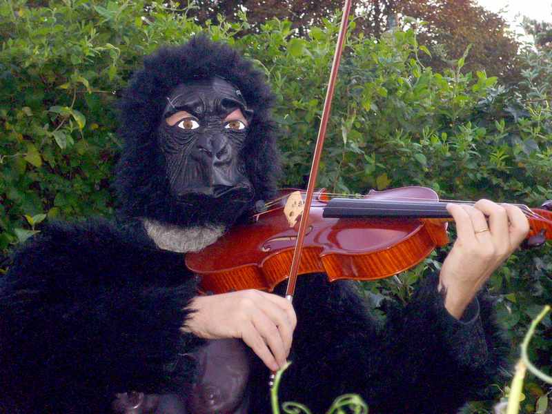 Gorilla violist